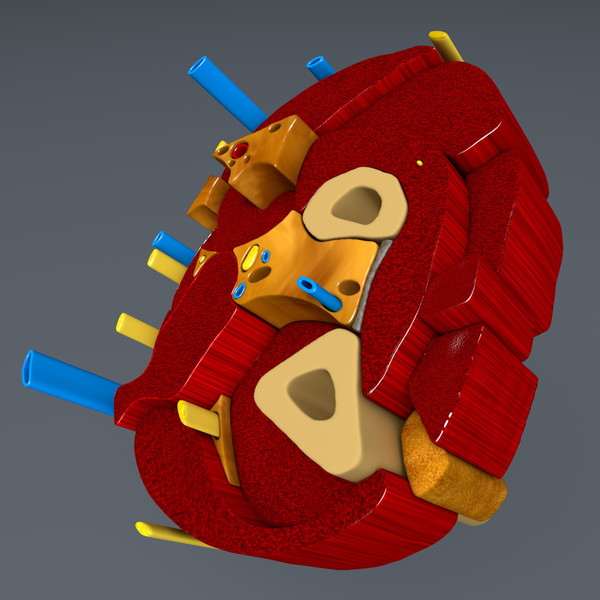 3d model of cross section human forearm - Human forearm (anatomical correct cross section)... by scyrus